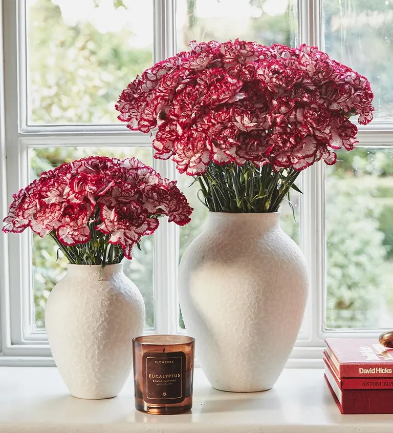 This is a photo of a carnation